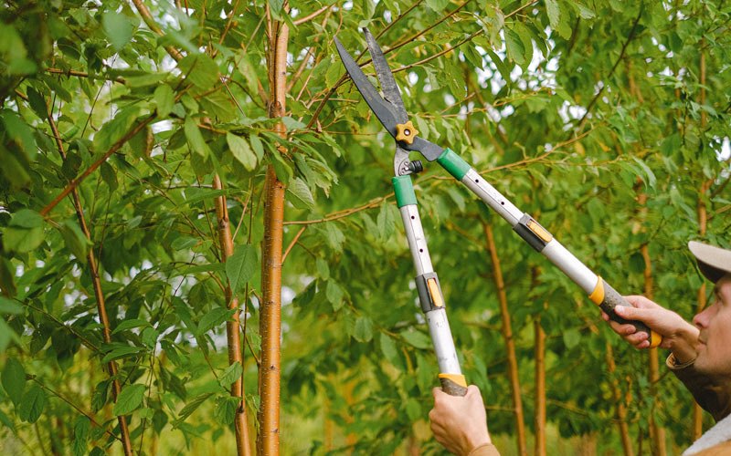 Tree trimming in Henderson, IA